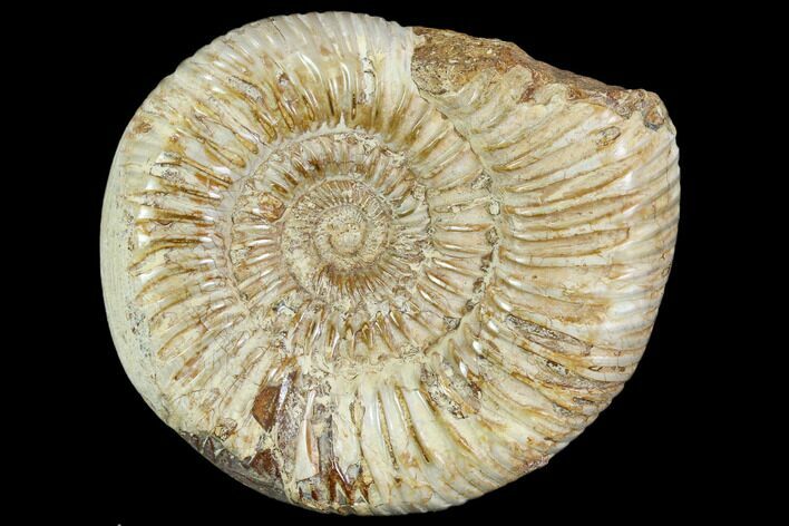 Polished Jurassic Ammonite (Perisphinctes) - Madagascar #104937